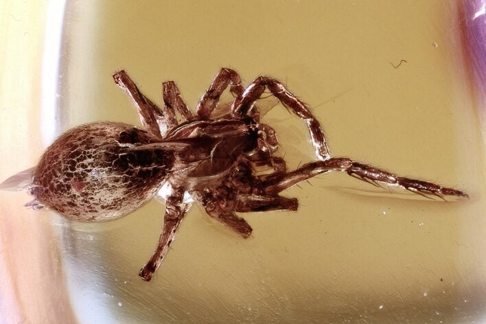 Detailed Fossil Spider (Araneae) In Baltic Amber #321769